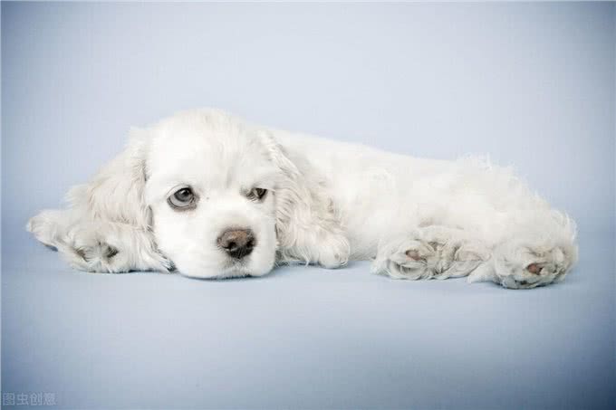 问诊案例丨狗狗身上有皮屑,红肿是什么原因?铲屎官速看