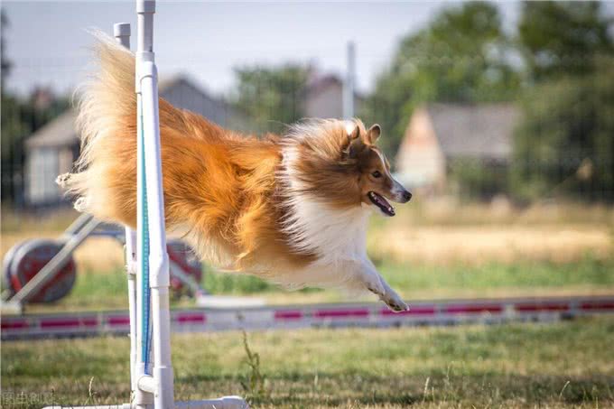 问诊案例丨狗狗身上有皮屑,红肿是什么原因?铲屎官速看