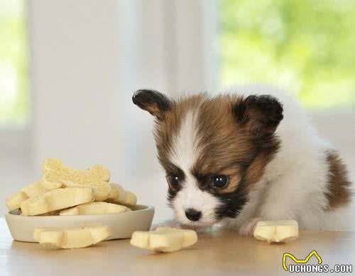 你知道宠物的最佳喂食时间吗?