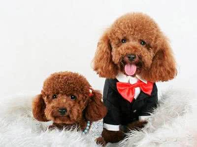 你知道宠物的最佳喂食时间吗?