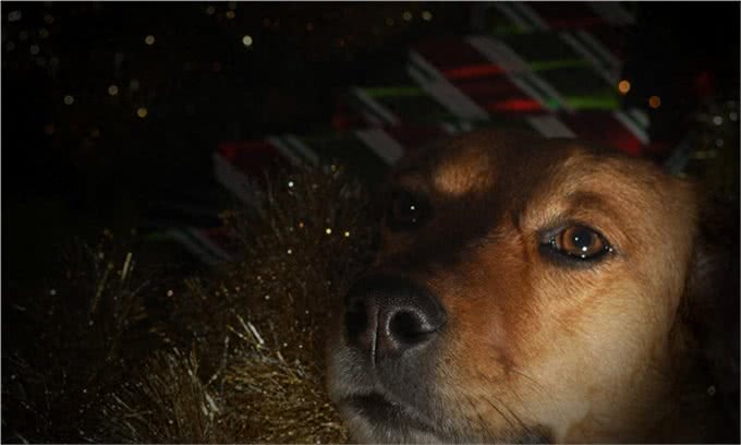 狗狗为何总在半夜叫不停?揭秘背后的三大真相,让你和狗狗都好眠