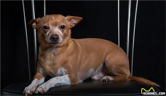 狗狗为何总在半夜叫不停?揭秘背后的三大真相,让你和狗狗都好眠