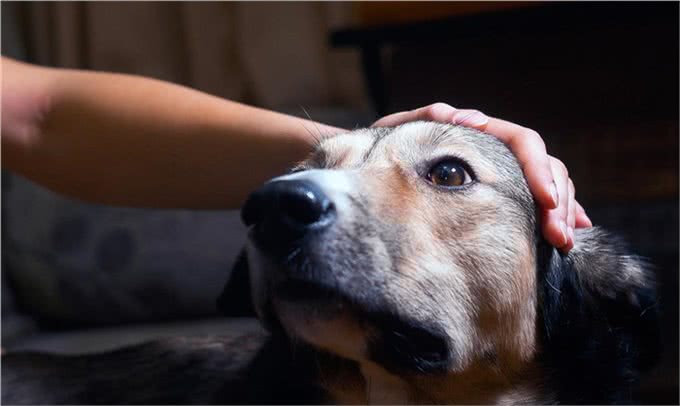 狗狗为何总在半夜叫不停?揭秘背后的三大真相,让你和狗狗都好眠