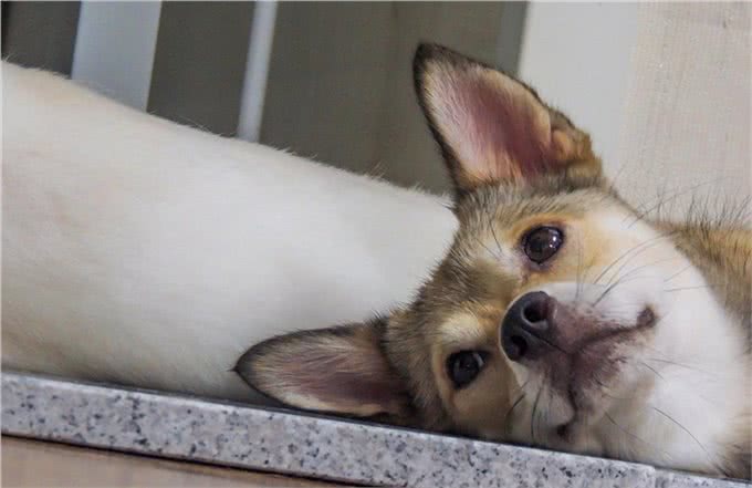 狗狗为何总在半夜叫不停?揭秘背后的三大真相,让你和狗狗都好眠