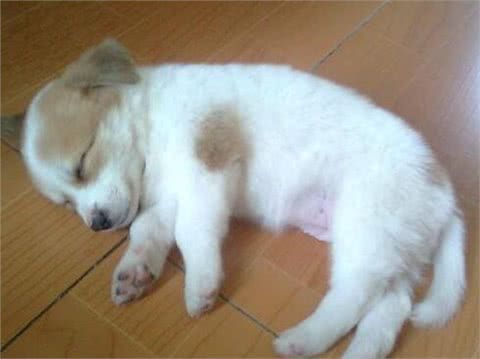 宠物问问,怎样彻底杀灭狗身上的跳蚤?