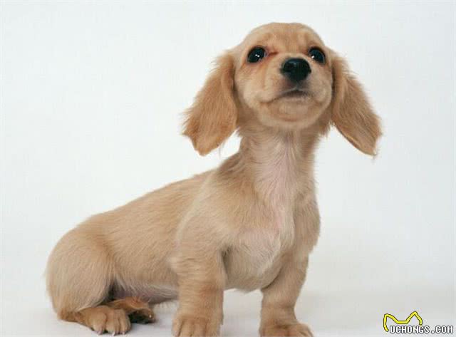 宠物问问,怎样彻底杀灭狗身上的跳蚤?