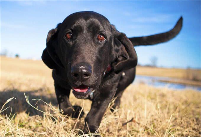 宠物问问,怎样彻底杀灭狗身上的跳蚤?