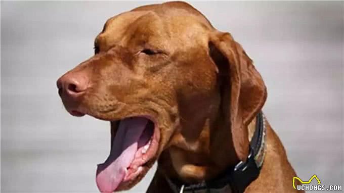 谁能想到狗经常咳嗽,是由它心脏病引起