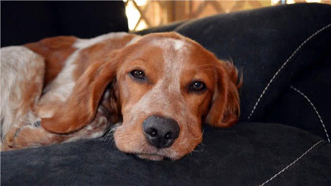 谁能想到狗经常咳嗽,是由它心脏病引起