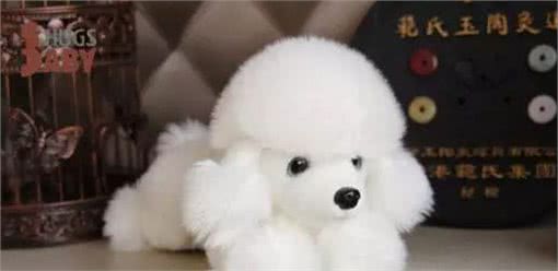 玩具贵宾犬即泰迪健康美丽的秘诀二:泪痕、耳朵及肉垫的护理