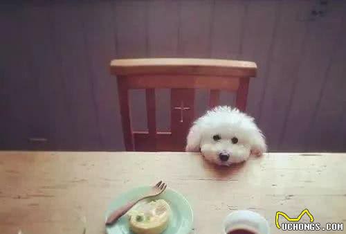 玩具贵宾犬即泰迪健康美丽的秘诀二:泪痕、耳朵及肉垫的护理