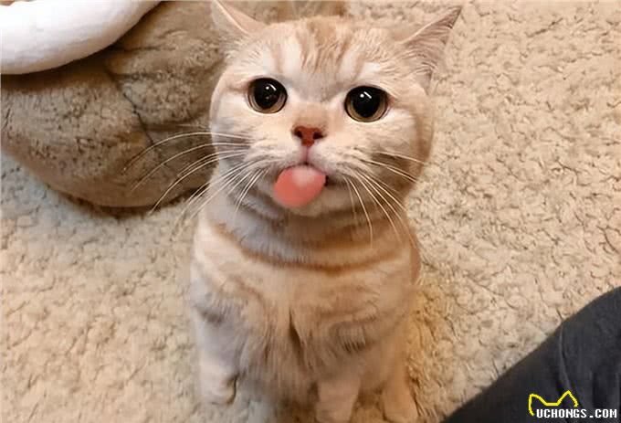 猫咪为什么会小狗喘?这些问题你一定要注意