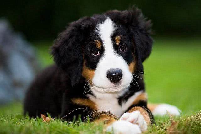 伯恩山犬的4大缺点,每一点都很难接受