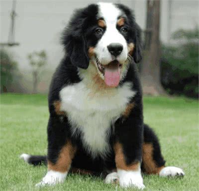 伯恩山犬的4大缺点,每一点都很难接受