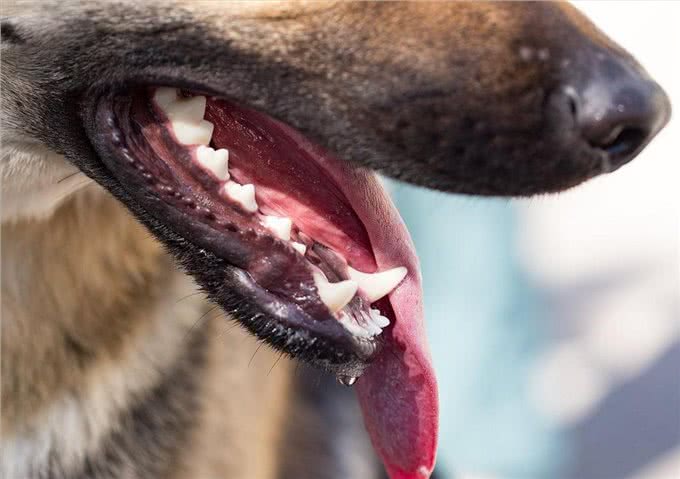 忠告:这样做=慢性杀狗,养狗多年的你,可能也不知道