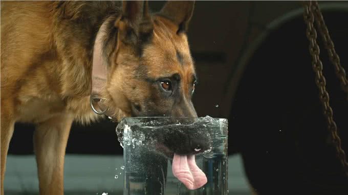 狗狗身体的80%都是水?可以说它比我们更需要水