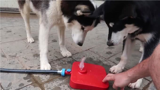 狗狗身体的80%都是水?可以说它比我们更需要水