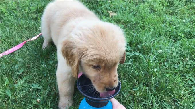 狗狗身体的80%都是水?可以说它比我们更需要水