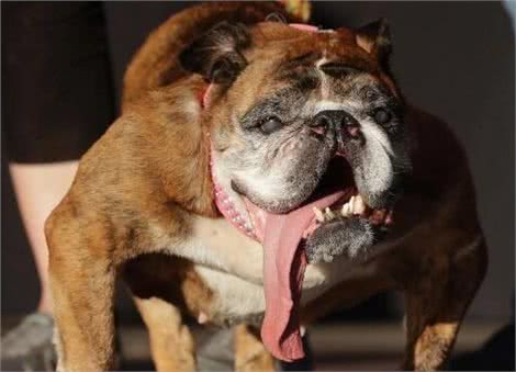 最爱流口水的10大狗狗,西施犬居然在里面,太毁形象了