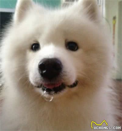 最爱流口水的10大狗狗,西施犬居然在里面,太毁形象了