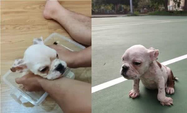 从繁殖场救出脚掌外翻英斗!爸心疼:谢谢你成为我们儿子