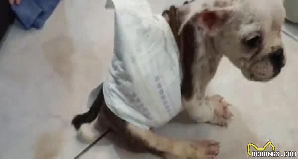 从繁殖场救出脚掌外翻英斗!爸心疼:谢谢你成为我们儿子