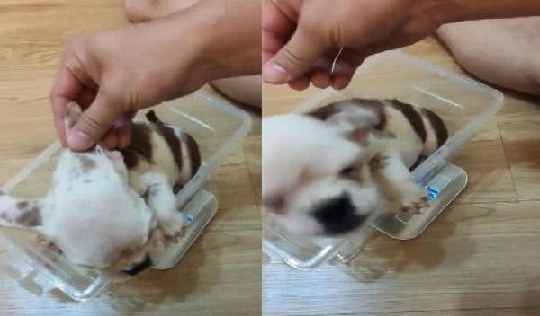 从繁殖场救出脚掌外翻英斗!爸心疼:谢谢你成为我们儿子