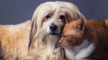 既想养猫,又想养狗?挑选这十种狗,保证它们和睦相处