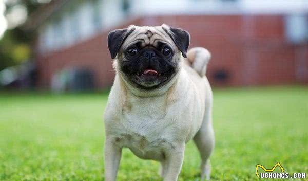 既想养猫,又想养狗?挑选这十种狗,保证它们和睦相处