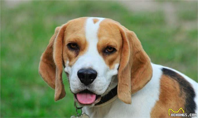 既想养猫,又想养狗?挑选这十种狗,保证它们和睦相处