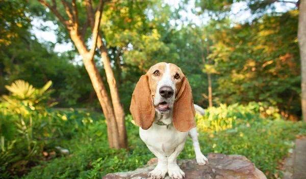 既想养猫,又想养狗?挑选这十种狗,保证它们和睦相处