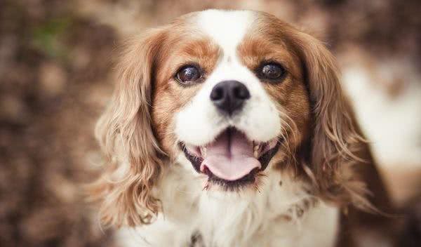 既想养猫,又想养狗?挑选这十种狗,保证它们和睦相处