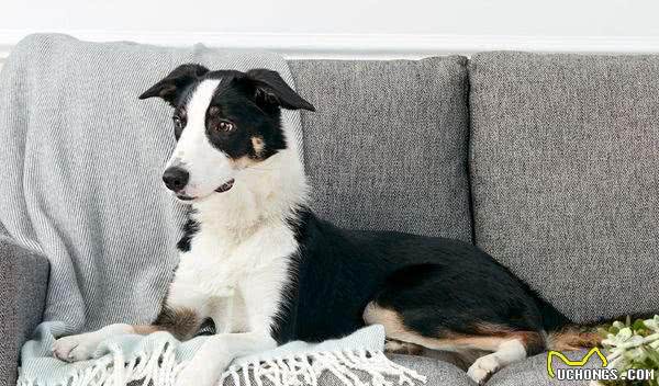 既想养猫,又想养狗?挑选这十种狗,保证它们和睦相处