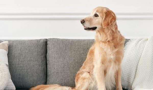 既想养猫,又想养狗?挑选这十种狗,保证它们和睦相处