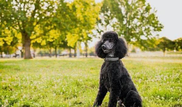 既想养猫,又想养狗?挑选这十种狗,保证它们和睦相处
