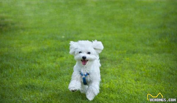 既想养猫,又想养狗?挑选这十种狗,保证它们和睦相处