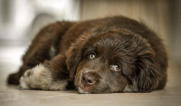 既想养猫,又想养狗?挑选这十种狗,保证它们和睦相处