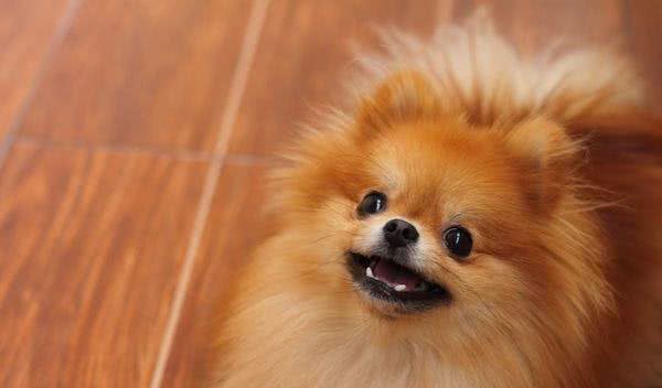 既想养猫,又想养狗?挑选这十种狗,保证它们和睦相处