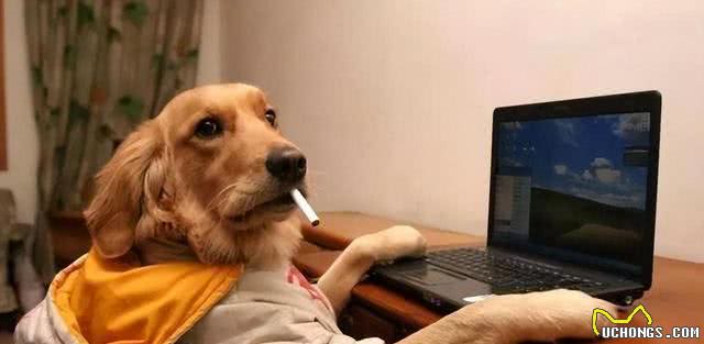 惯狗如杀狗,一只狗出现这6个迹象,说明被惯坏了!