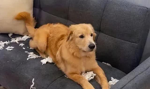 惯狗如杀狗,一只狗出现这6个迹象,说明被惯坏了!