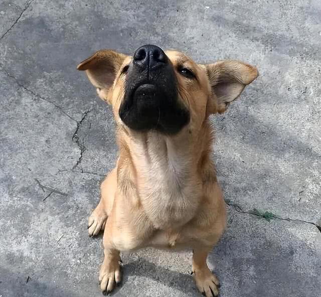 惯狗如杀狗,一只狗出现这6个迹象,说明被惯坏了!