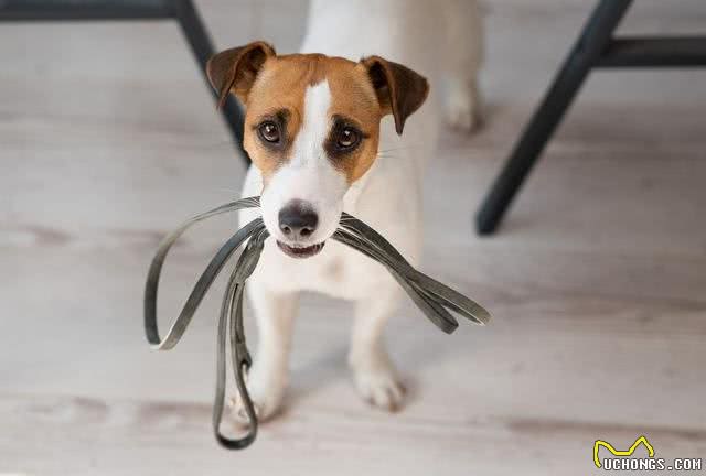 惯狗如杀狗,一只狗出现这6个迹象,说明被惯坏了!