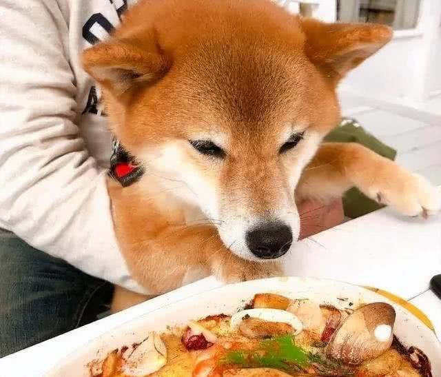 惯狗如杀狗,一只狗出现这6个迹象,说明被惯坏了!