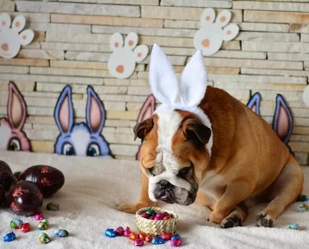 为什么狗狗不能吃巧克力?严重损害身体健康