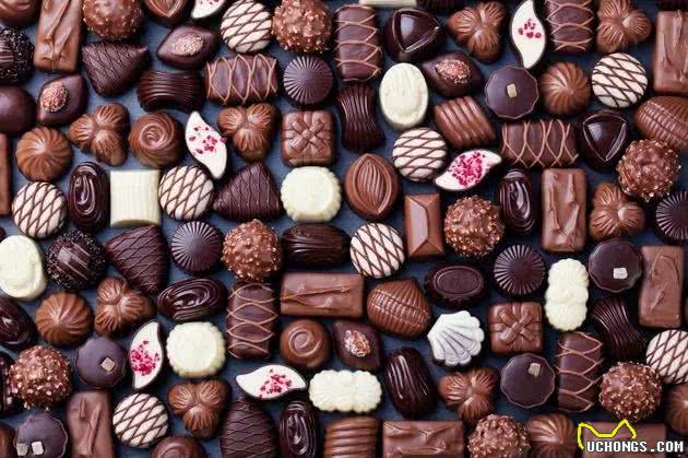 为什么狗狗不能吃巧克力?严重损害身体健康