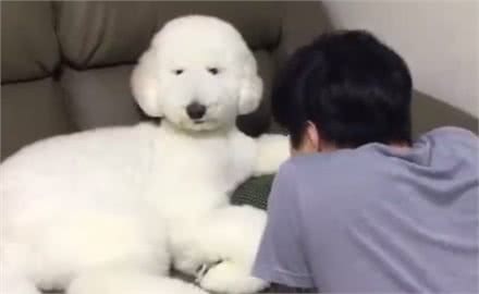 巨型贵宾心情不好,主人好心去哄它,狗狗还傲娇不搭理主人