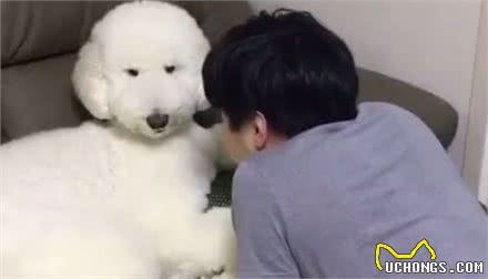 巨型贵宾心情不好,主人好心去哄它,狗狗还傲娇不搭理主人