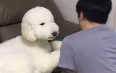 巨型贵宾心情不好,主人好心去哄它,狗狗还傲娇不搭理主人