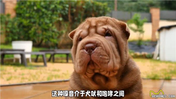 新手养犬入门指南之沙皮犬—养狗小知识