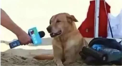 租户养狗咬坏家具,赔不赔?